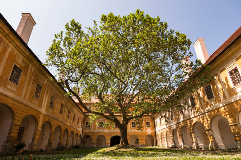 Veľký strom na nádvorí Žiaru nad Hronom je vzácnym zeleným pokladom.